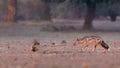 Pair of side-striped jackals , Canis adustus, canid native to Africa,