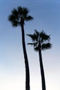 Pair of silhouetted palm trees