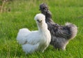 Pair of silkie chicken on a blurred green background