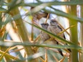 A pair of Silver bill on a palm tree Royalty Free Stock Photo
