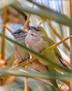 A pair of Silver bill in resting mood Royalty Free Stock Photo
