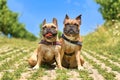 Pair of similar looking French Bulldog dogs sitting next to eacth other wearing dog harnesses outdoors