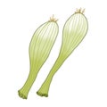 Pair of simplified thin contour chambray onions
