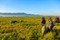 Pair of wild rhinos walking amidst grasslands being watched by tourists on elephant safari at kaziranga national park Assam India Royalty Free Stock Photo