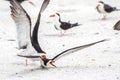 Pair Of Skimmers Having A Territorial Squabble