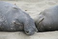 Pair of Sleeping Elephant Seals on Beach