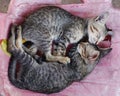 A pair of sleeping gray striped kittens