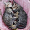 Pair of sleeping gray striped kittens, square image Royalty Free Stock Photo
