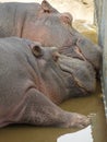 Pair of sleeping hippos