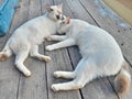 A pair of sleeping white cats