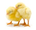 Pair of sleepy newborn yellow chickens