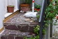 A pair of slippers in the courtyard near plants and flowers Italy, Europe