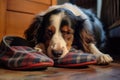 a pair of slippers left beside a sleeping dog on a rug Royalty Free Stock Photo