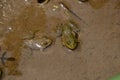 The pair of small brown frog melt with clay in the water Royalty Free Stock Photo