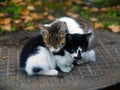 Pair of small cats Royalty Free Stock Photo