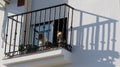 Pair of small dogs on sunny balcony in Andalusian village Royalty Free Stock Photo