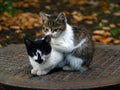 Pair of small kitty Royalty Free Stock Photo
