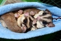 A pair of small sugar gliders playing together and very happy