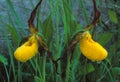 A pair of Small Yellow Lady`s Slippers Royalty Free Stock Photo