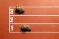 Joke competition of snails on stadium tracks Royalty Free Stock Photo