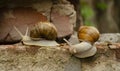 A pair of snails are crawling over the bricks of the building. The snails crawl one after the other. The concept of a relationship