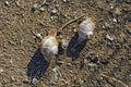 A pair of snails heads in sync on the ground