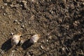 A pair of snails heads in sync on the ground