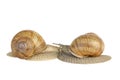 Pair of snails kissing each other Royalty Free Stock Photo