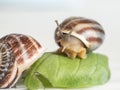 Pair of snails on leaf