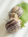 Pair of snails on leaf