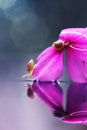 A pair snails in the flower on water