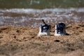 Pair of sneakers on beach Royalty Free Stock Photo