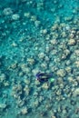 Pair of Snorkelers Swimming Over Coral Reef in Palau Royalty Free Stock Photo