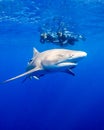 A Pair of Snorkelers Watch a Lemon Shark in Florida Royalty Free Stock Photo