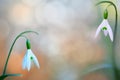 Pair of snow drops early spring white wild flower Royalty Free Stock Photo