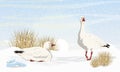 A pair of Snow geese on the snow in the overgrown dry arctic bush. Birds of the Arctic. White arctic goose Anser caerulescens Royalty Free Stock Photo
