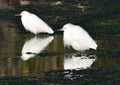 A pair of snowy egrets in the shallows