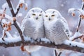 Pair of snowy owls perched on a branch in the middle of a snowfall