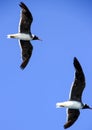 A pair of soaring gulls on a sky background Royalty Free Stock Photo