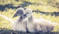 A pair of soft cute Black Swan Cygnets Cygnus atratus Royalty Free Stock Photo