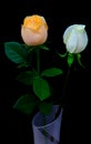 Pair of soft glowing peach and white roses close up