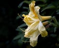 Close-up side view of vibrant yellow Azalea flowers with lovely detail of each flower\'s stamen