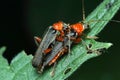 a pair of softflies copulate