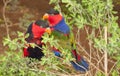 A pair of Solomon Island Eclectus Parrots ( Eclectus roratus solomonensis) Royalty Free Stock Photo