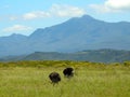 Pair of South African Ostriches Feeding Royalty Free Stock Photo