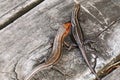 A pair of Southeastern Five-Lined Skinks Plestiodon inexpectatus