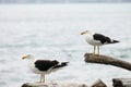Pair of Southern black-backed gull