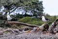 Pair of Southern black-backed gull