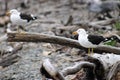 Pair of Southern black-backed gull