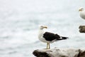 Pair of Southern Black-backed seagull